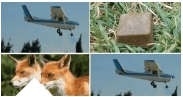 Avionë të vegjël nisin vaksinimin kundër tërbimit të dhelprave