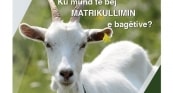 ADRESAT E STACIONEVE VETERINARE